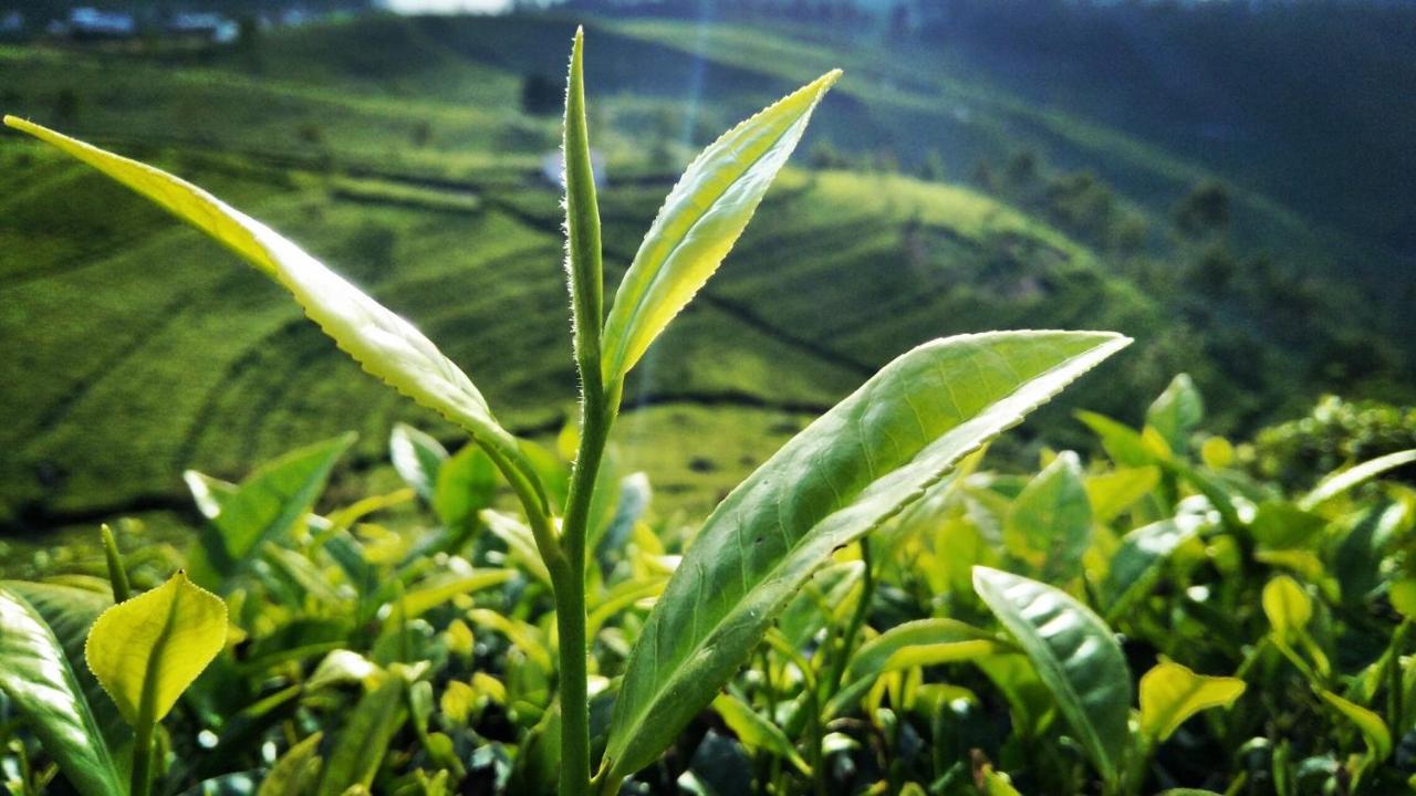 Green Paradise Ella Ngoại thất bức ảnh