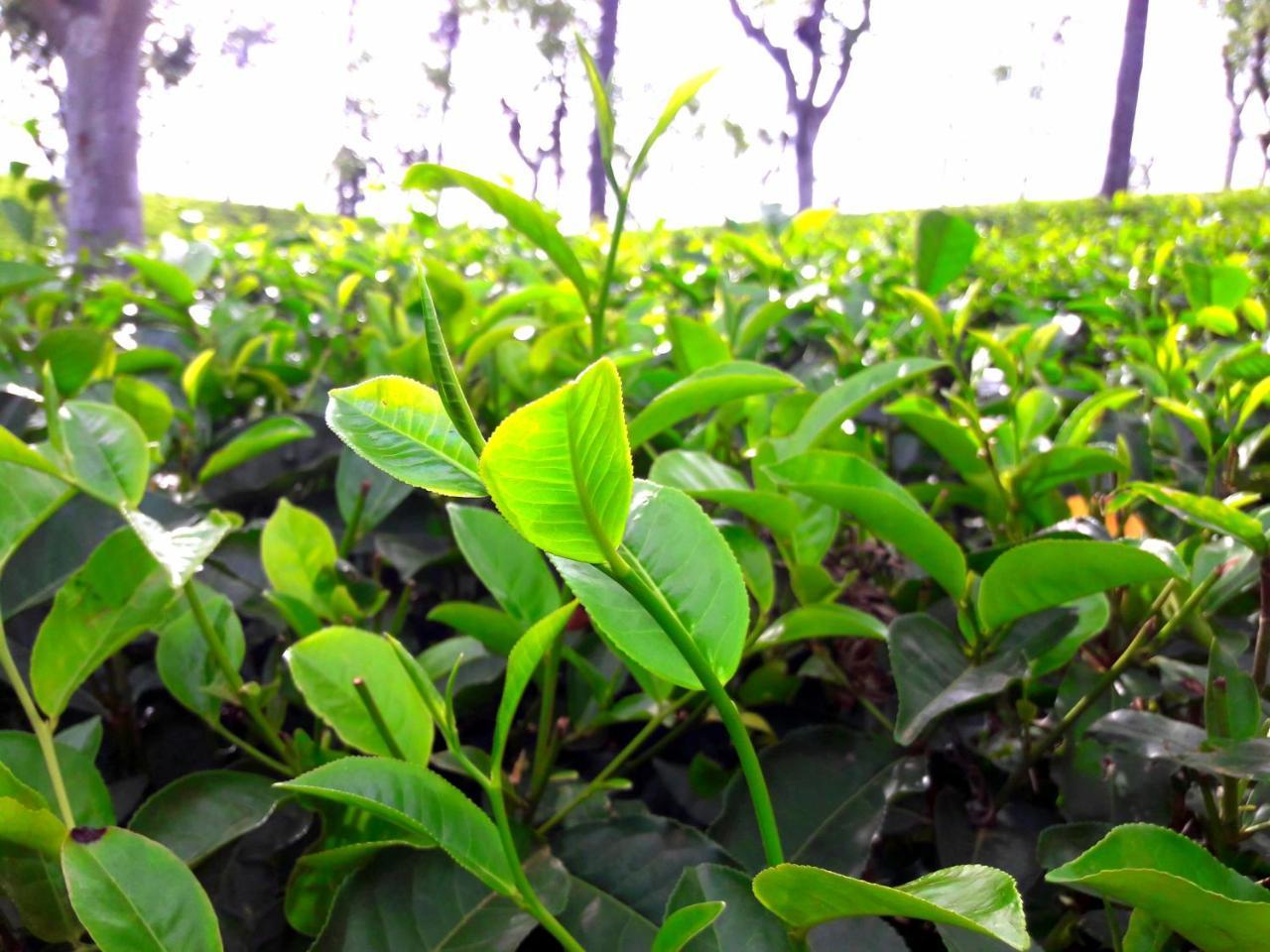 Green Paradise Ella Ngoại thất bức ảnh